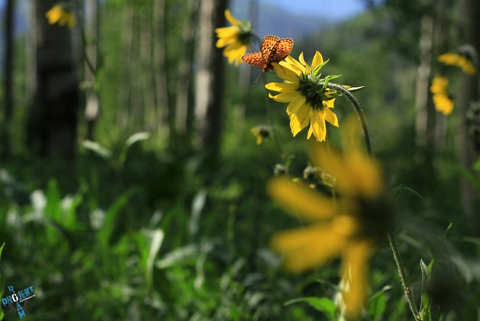 PROJEKT ROAM: Landscapes Vol. 2