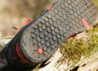 Specialized 2FO Flat - test