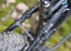 CANYON Neuron 9.9 SL - review