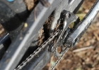 EVIL Wreckoning - review