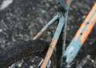 GIANT TCX Advanced SX - review