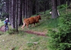 MTBbikepark-Rogla-SLO-gal-23