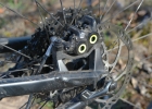 Rock Machine Blizzard e90-27 25h Anniversary (review)