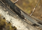 Specialized Enduro Comp 650b/29 - review & compare