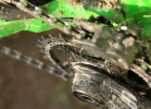 Specialized Enduro Comp 650b/29 - review & compare