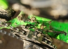 Specialized Enduro Comp 650b/29 - review & compare