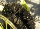 Specialized Fuse (6Fattie / 27,5+) - test