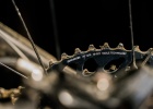SRAM Eagle 10-52 t. - Tech News
