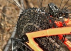Stevens Monarch Trail - review